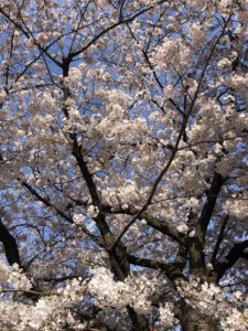 Meguro river cherry blossoms 