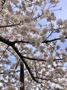 Kitazawagawa Greenway cherry blossoms