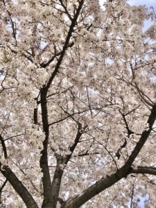 Nomikawa Greenway cherry blossoms
