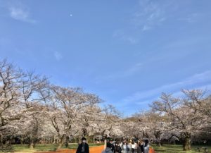 Yoyogi park cherry blossoms