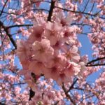 Tokyo Sakura cherry blossom travel guide