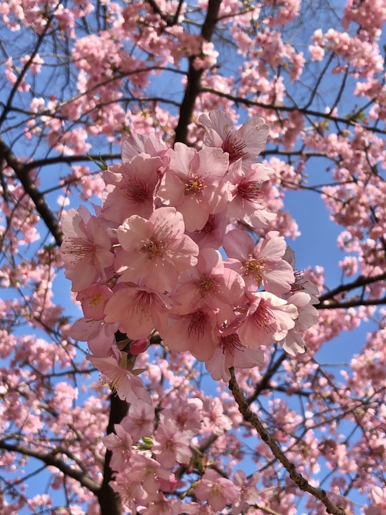 Tokyo Sakura cherry blossom travel guide 