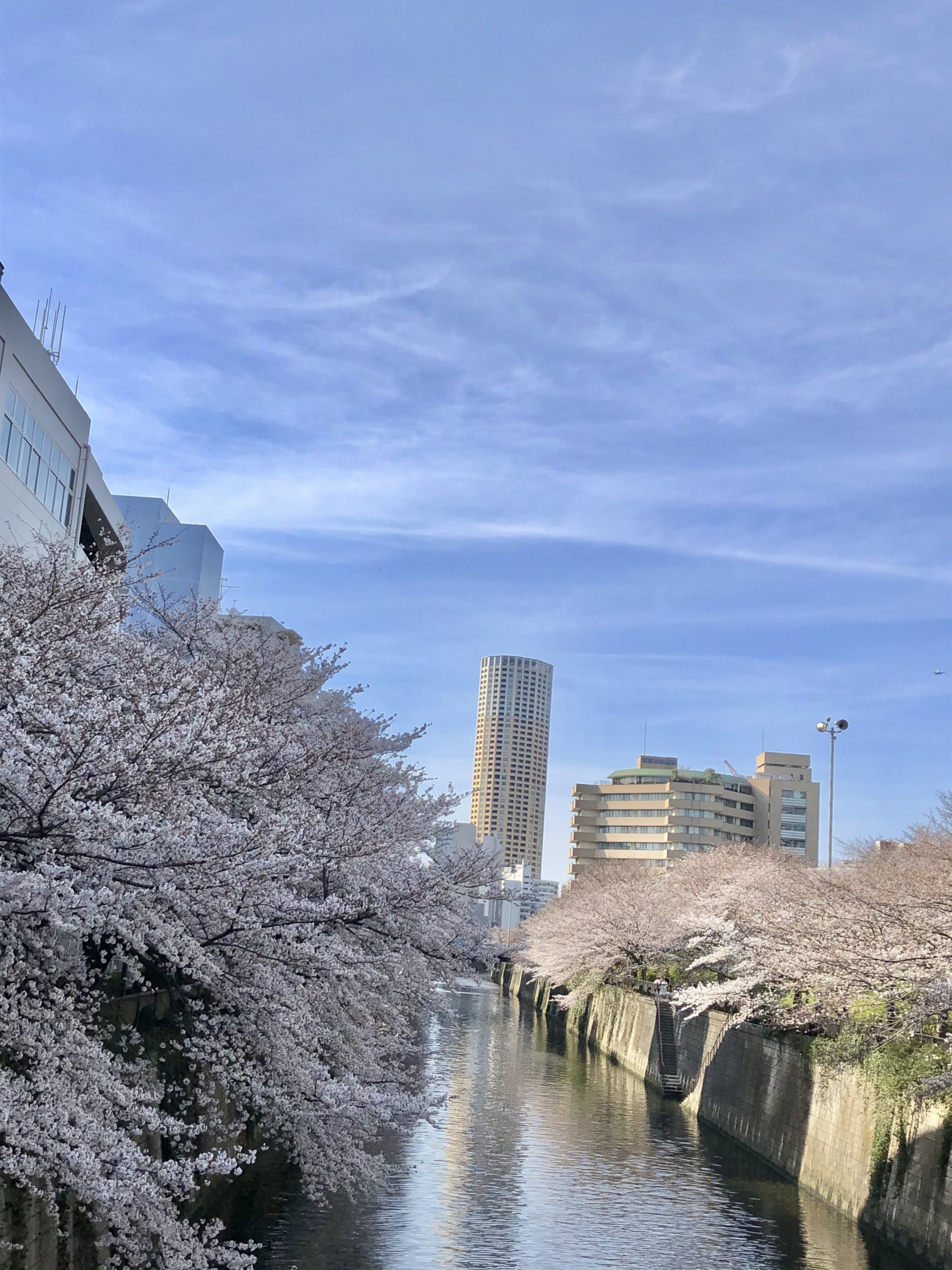 Cherry blossoms viewing cycling spots in Tokyo Part 1