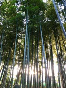 Tokyo Bamboo forest travel guide Suzume-no-yado Rhokuchi park