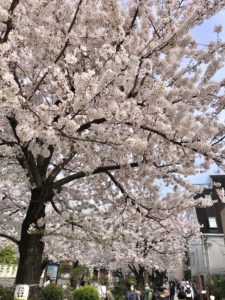 Nomikawa Greenway cherry blossoms