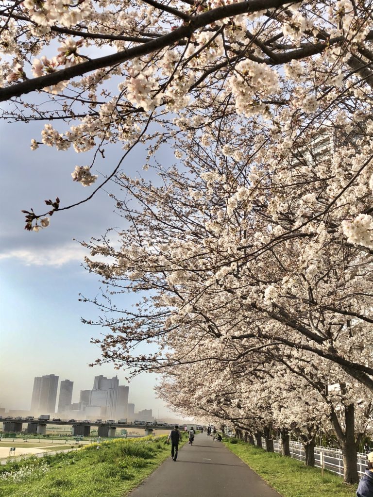 Tamagawa river cherry blossoms