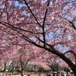 Tokyo Sakura cherry blossom spot travel guide Rinshi-no-mori park