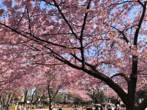 Tokyo Sakura cherry blossom spot travel guide Rinshi-no-mori park