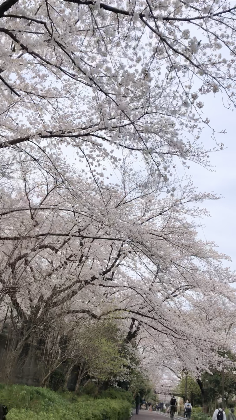 Cherry blossoms viewing cycling spots in Tokyo – Part 3
