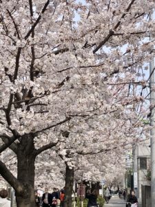 Kitazawagawa Greenway cherry blossoms