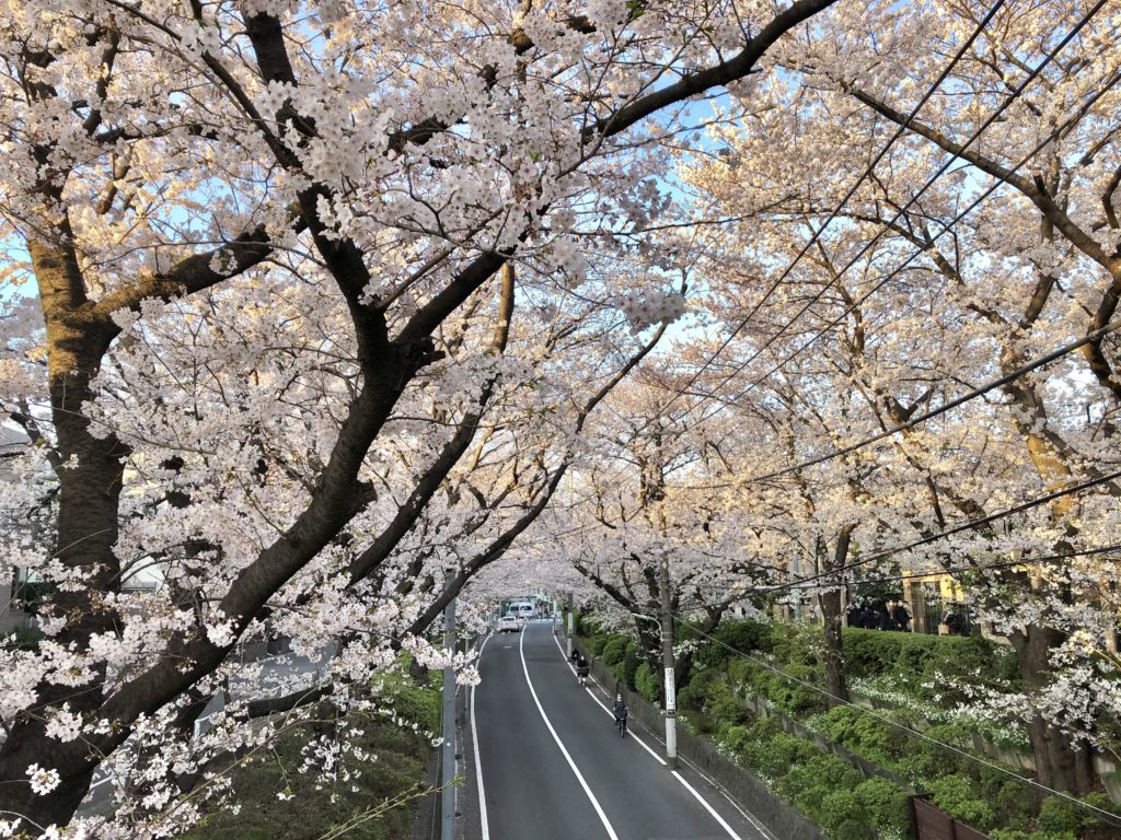Sakura Zaka street cherry blossoms
