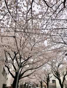 Kamuro zaka dori street cherry blossoms