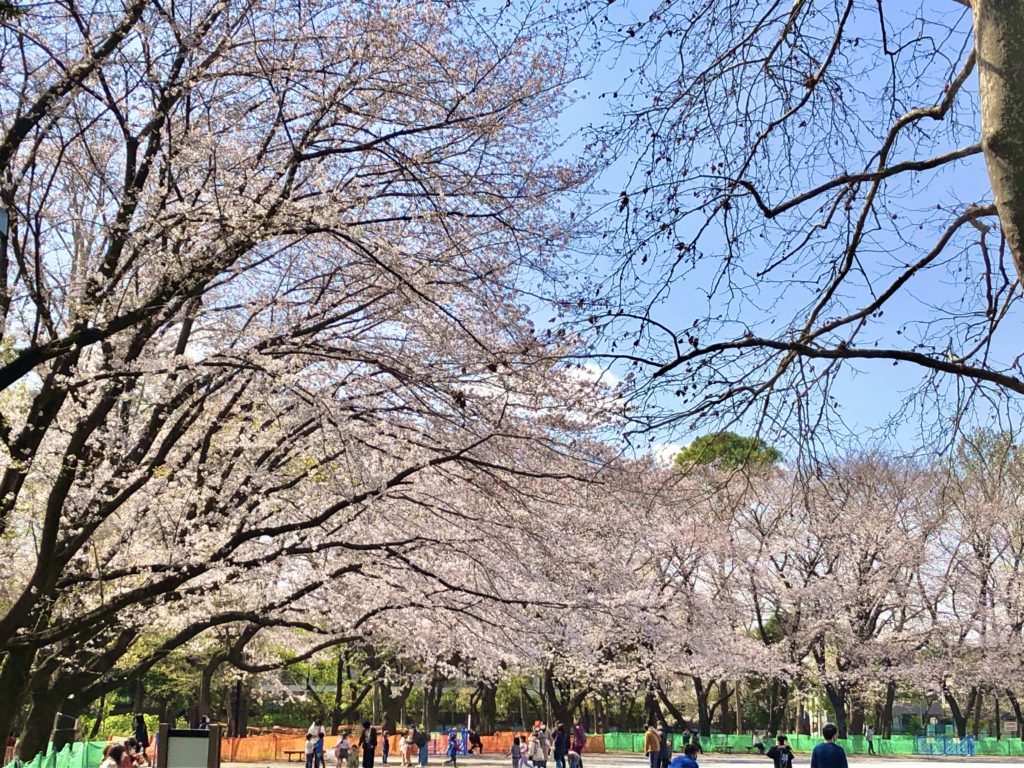 Rinshi-no-mori Park cherry blossoms