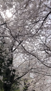 Senzokuike park cherry blossoms