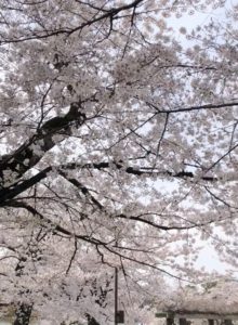 Senzokuike park cherry blossoms