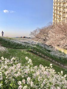 Tamagawa river cherry blossoms