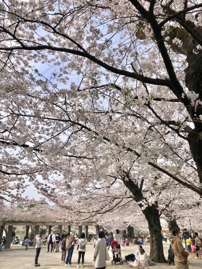 Senzokuike park cherry blossoms 