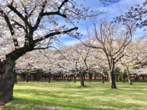 Yoyogi park cherry blossoms 