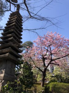 Tokyo Sakura cherry blossom spot travel guide Happo-en