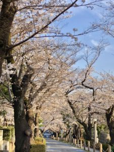 Aoyama cemetery cherry blossoms