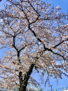 Kamuro zaka dori street cherry blossoms