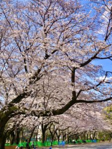 Rinshi-no-mori Park cherry blossoms