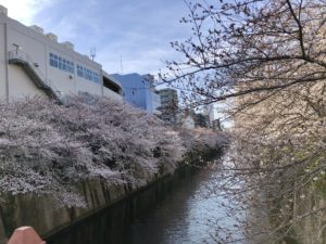 Meguro river cherry blossoms