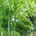 Tokyo bamboo forest Travel guide hidden spots