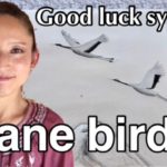 YouTube video crane bird